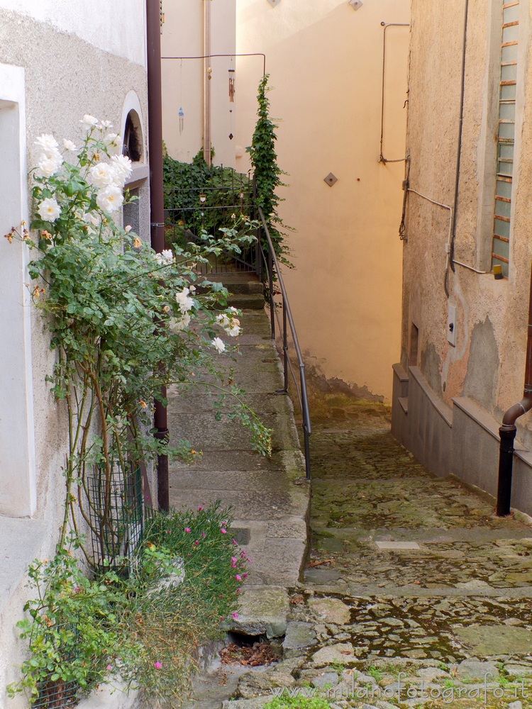 Campiglia Cervo (Biella, Italy) - Narrow street with white roses in the hamlet Quittengo.